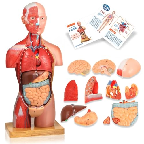 Amazon.co.jp: KIYOMARU 45cm解剖人体模型 ソフトな質感で16分解 理学